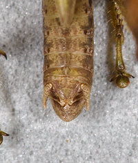 Dichromorpha viridis