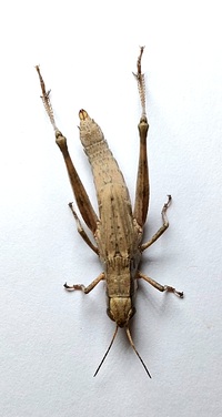 Dichromorpha viridis