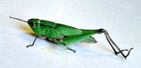 Dichromorpha viridis