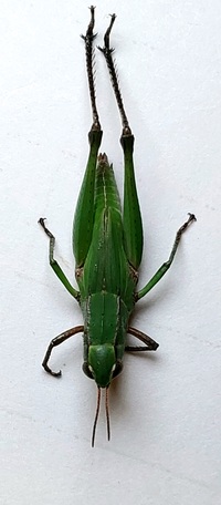 Dichromorpha viridis