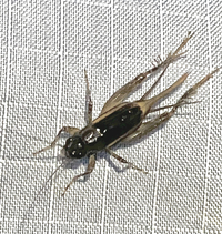 Neonemobius cubensis