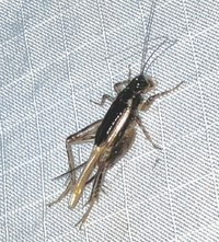 Neonemobius cubensis