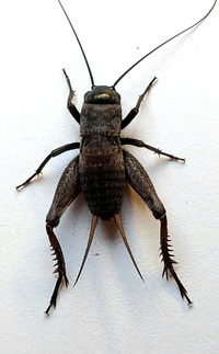 Gryllus firmus