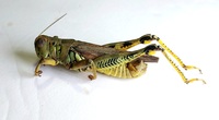 Melanoplus differentialis