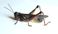 Melanoplus femurrubrum
