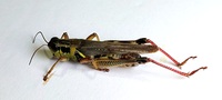 Melanoplus femurrubrum