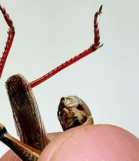 Melanoplus femurrubrum