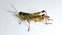 Melanoplus femurrubrum