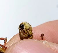 Melanoplus femurrubrum