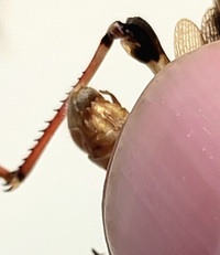 Melanoplus keeleri keeleri