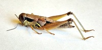 Melanoplus nubilus