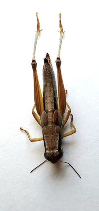 Melanoplus nubilus