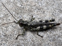 Melanoplus punctulatus