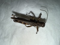 Melanoplus punctulatus