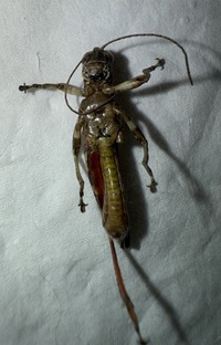 Melanoplus punctulatus