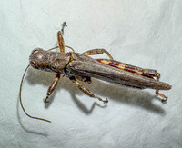 Melanoplus punctulatus