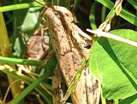 Dichromorpha viridis