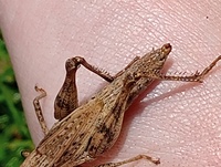 Dichromorpha viridis