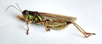 Melanoplus femurrubrum