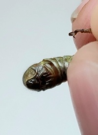 Melanoplus femurrubrum