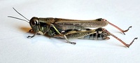 Melanoplus femurrubrum