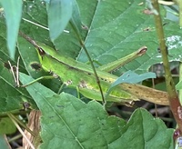 Metaleptea brevicornis