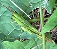 Metaleptea brevicornis