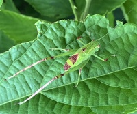 Microcentrum retinerve