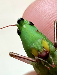 Neoconocephalus triops