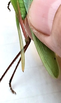 Neoconocephalus triops
