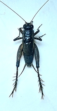 Allonemobius unidentified species