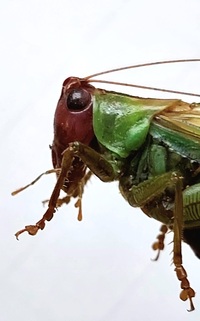 Orchelimum erythrocephalum