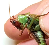 Orchelimum erythrocephalum