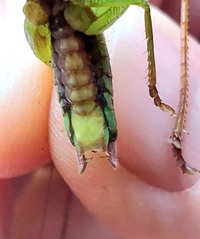 Orchelimum erythrocephalum