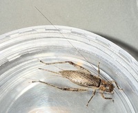 Orocharis unidentified species