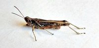 Orphulella pelidna