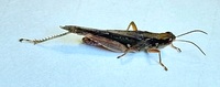 Orphulella pelidna