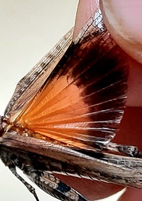 Psinidia fenestralis