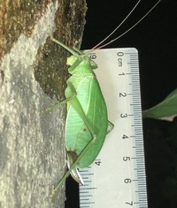 Pterophylla camellifolia