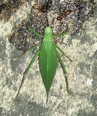Pterophylla camellifolia