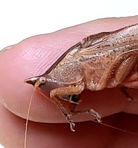 Pyrgocorypha uncinata