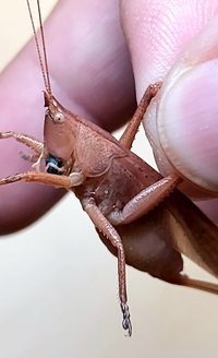 Pyrgocorypha uncinata