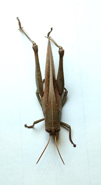 Schistocerca damnifica