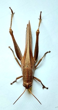 Schistocerca damnifica