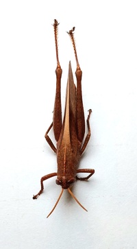 Schistocerca damnifica