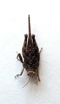 Tetrix arenosa