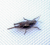 Tettigidea lateralis