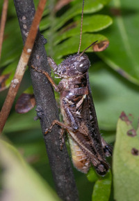 Melanoplus keeleri keeleri