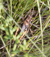 Melanoplus angustipennis