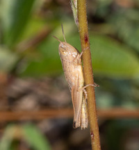 Amblytropidia mysteca